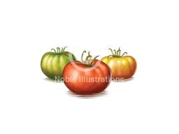 tomatoes woodcut